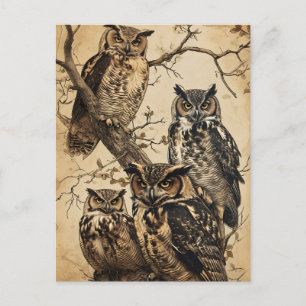 Vintage Owls artful Postcard