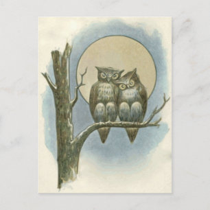 Vintage owls illustration postcard