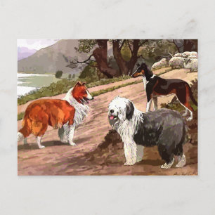 Vintage Painted Collies Postcard