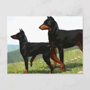 vintage painted doberman pinchers postcard