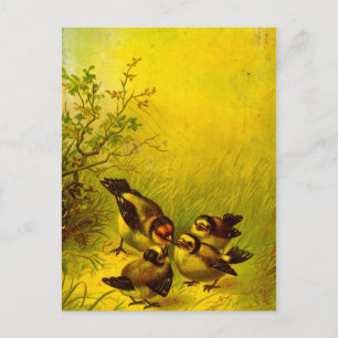 Vintage Painted Sparrows Postcard
