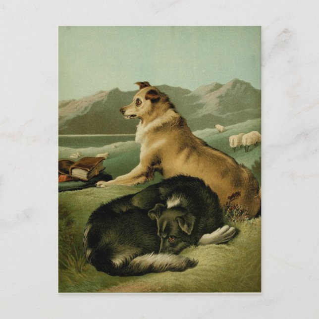 Vintage Painting: Collie Dogs Postcard (Front)