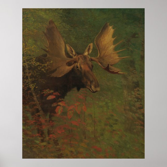 Vintage Painting of a Bull Moose Poster (Front)