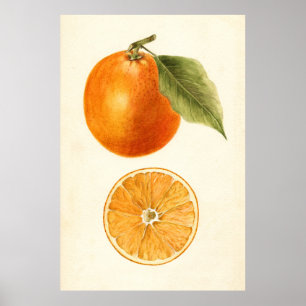 Vintage Painting of an Orange Poster