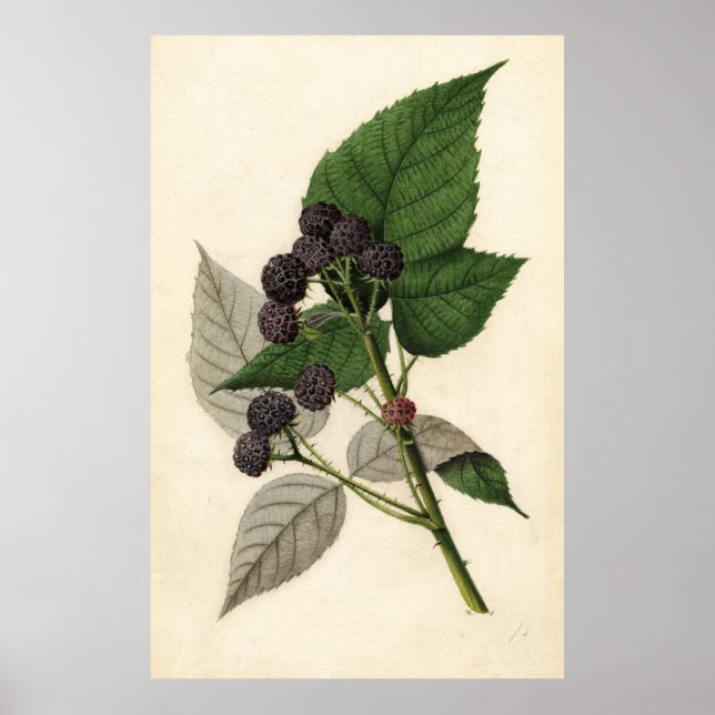 Vintage Painting of Blackberries Poster (Front)