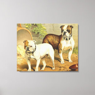 Vintage Painting of English Bulldogs Canvas Print