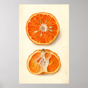 Vintage Painting of Tangerines Poster
