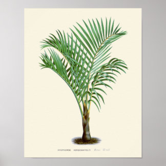 Vintage Palm Botanical Print