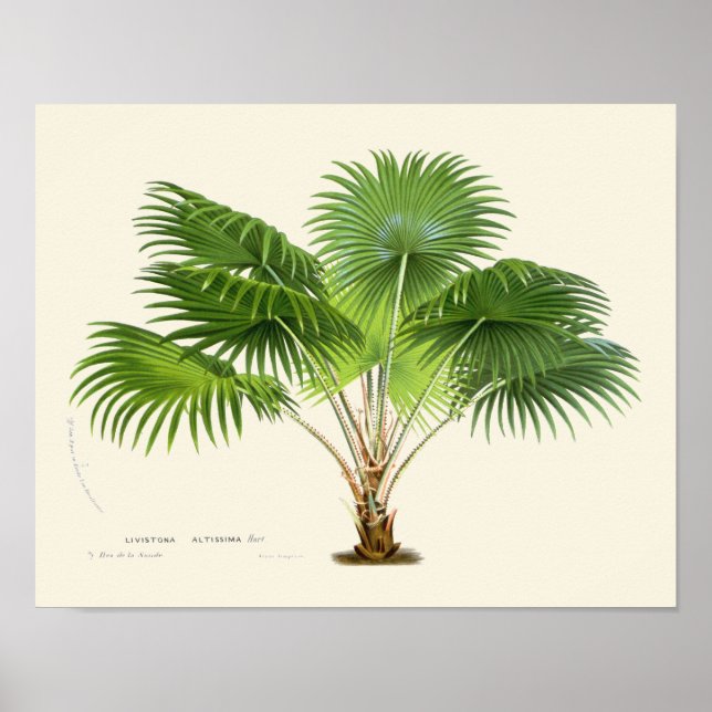 Vintage Palm Botanical Print (Front)