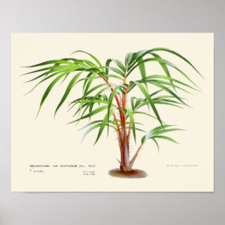 Vintage Palm Botanical Print