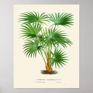 Vintage Palm Botanical Print