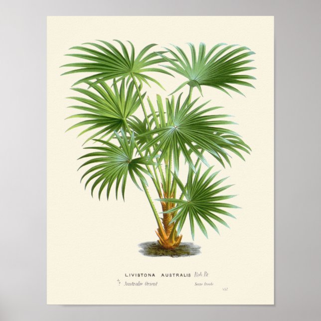 Vintage Palm Botanical Print (Front)