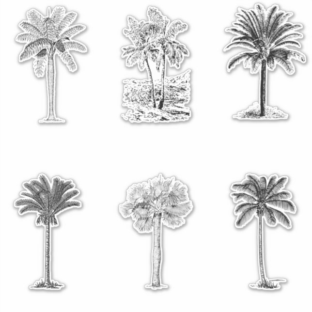 Vintage Palm Tree Sketches  (Front)