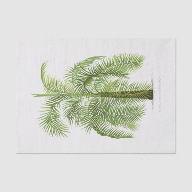 Vintage Palm Tree Tissue Paper (Front)