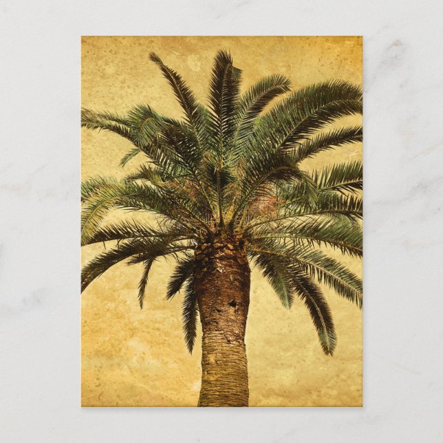 Vintage Palm Tree - Tropical Customised Template Postcard (Front)