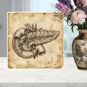 Vintage Pancreas Anatomy Sketch Illustration Tile