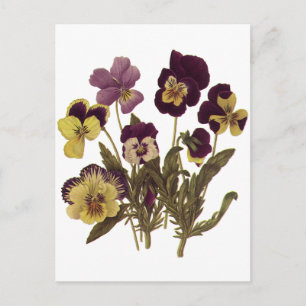 Vintage Pansies in Bloom, Floral Garden Flowers Postcard