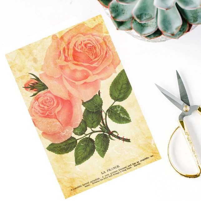 Vintage Paper French Roses (Creator Uploaded)