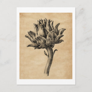 Vintage paper texture Artichoke by Jean Bernard Postcard
