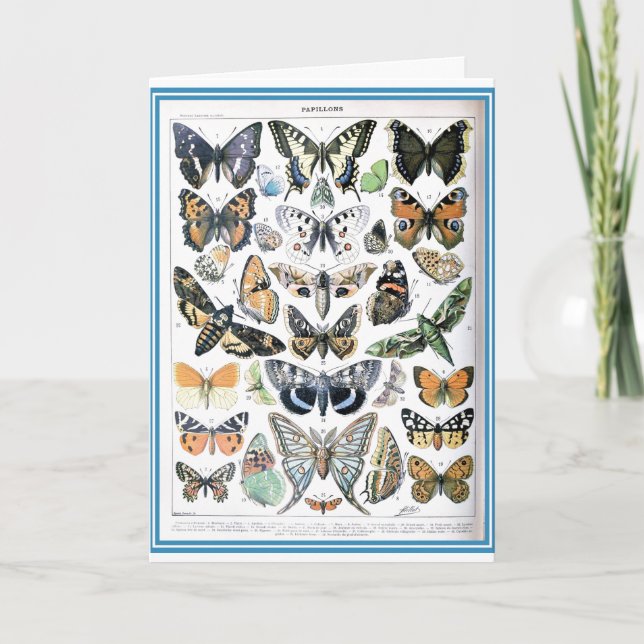Vintage Papillon Butterflies Illustration Art Card (Front)