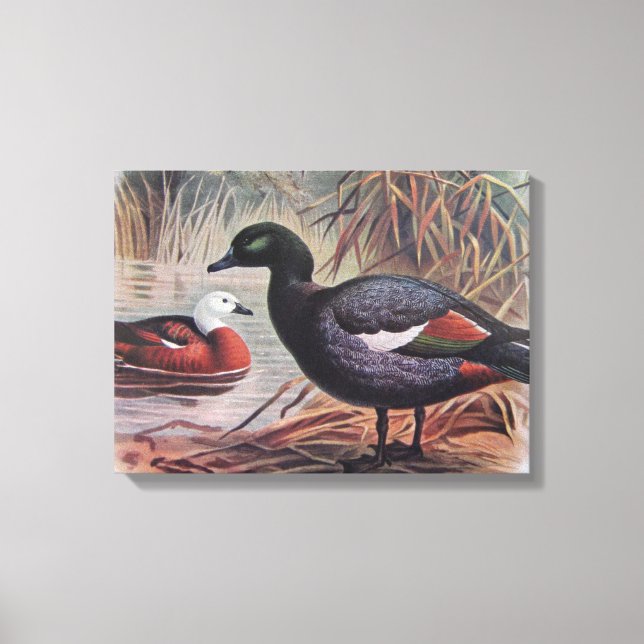 Vintage Paradise Shelduck Canvas Print (Front)
