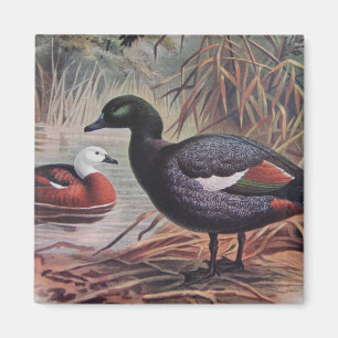 Vintage Paradise Shelduck Magnet