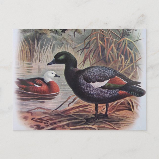 Vintage Paradise Shelduck Postcard (Front)