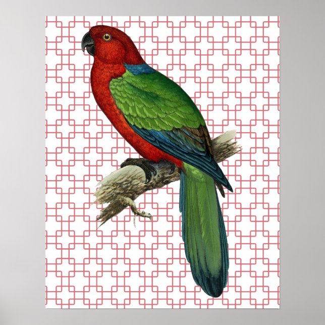 Vintage Parrot Bird on Retro Art Poster (Front)