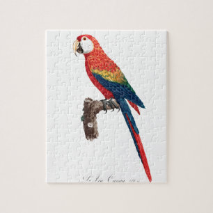 Vintage Parrot - Birds Old Illustration Art Jigsaw Puzzle