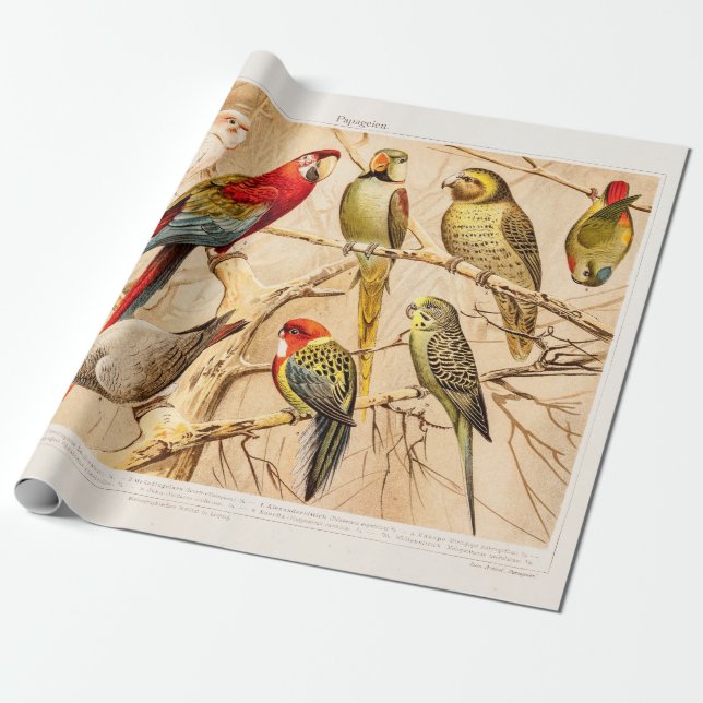 Vintage Parrot Cockatoo Conure Parakeet Cockatiel Wrapping Paper (Unrolled)