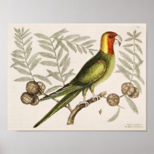 Vintage Parrot Illustration Poster