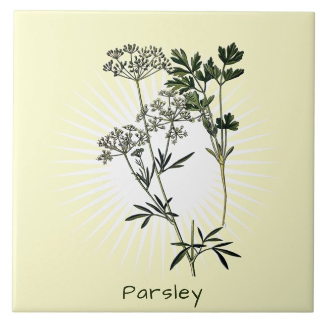 Vintage Parsley Herb Botanical Art Ceramic Tile (Front)