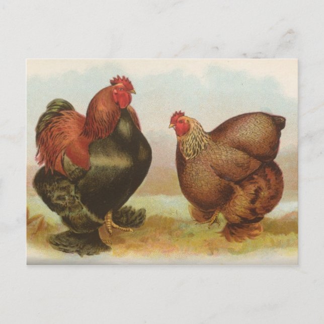 Vintage "Partridge Cochin Chickens" Postcard (Front)