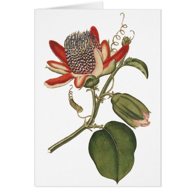 Vintage Passion Flower (Front)