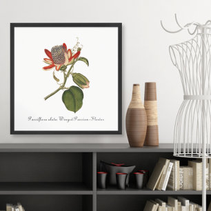 Vintage Passion Flower Illustration Poster