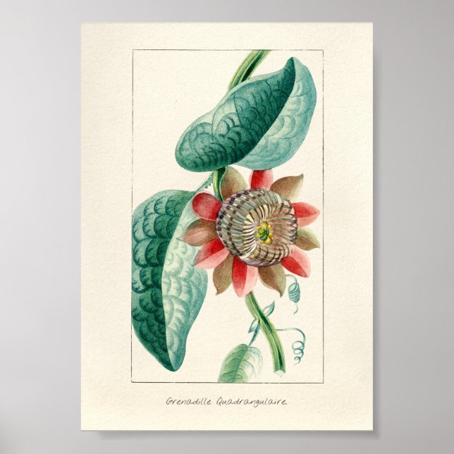 Vintage Passion Flower Poster (Front)