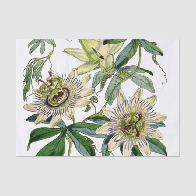 Vintage Passion Flower Vine Tissue Paper (Front)