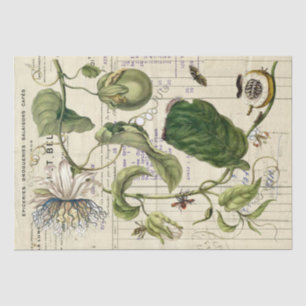 Vintage Passionflower French Script Botanical Tissue Paper