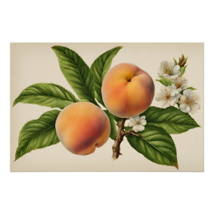 Vintage Peach Fruit Branch with Blossom Poster