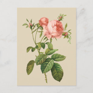 Vintage peach rose any purpose postcard