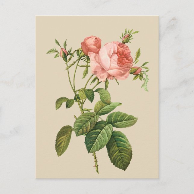 Vintage peach rose any purpose postcard (Front)