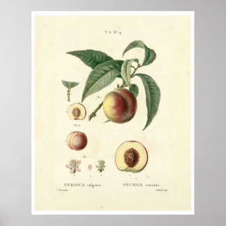 Vintage Peach Tree (Prunus persica) N.4 Poster
