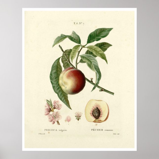 Vintage Peach Tree (Prunus persica) N.7 Poster (Front)