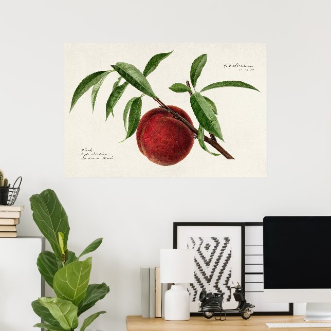 Vintage Peach Twig Botanical Floral Art Poster (Home Office)