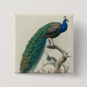 Vintage Peacock 15 Cm Square Badge
