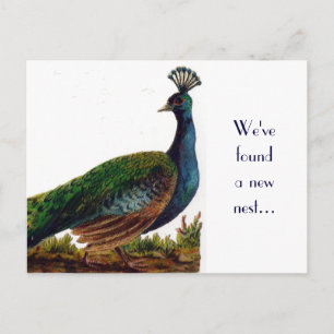 Vintage Peacock Change of Address Postcard