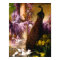 Vintage Peacock Garden Artwork | Romantic Wisteria