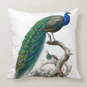 Vintage Peacock Illustration Cushion
