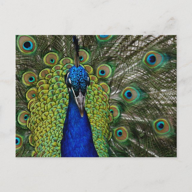 Vintage Peacock Illustration  Postcard (Front)