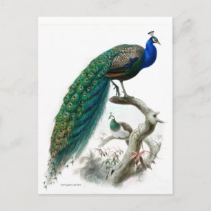 Vintage Peacock Illustration Postcard